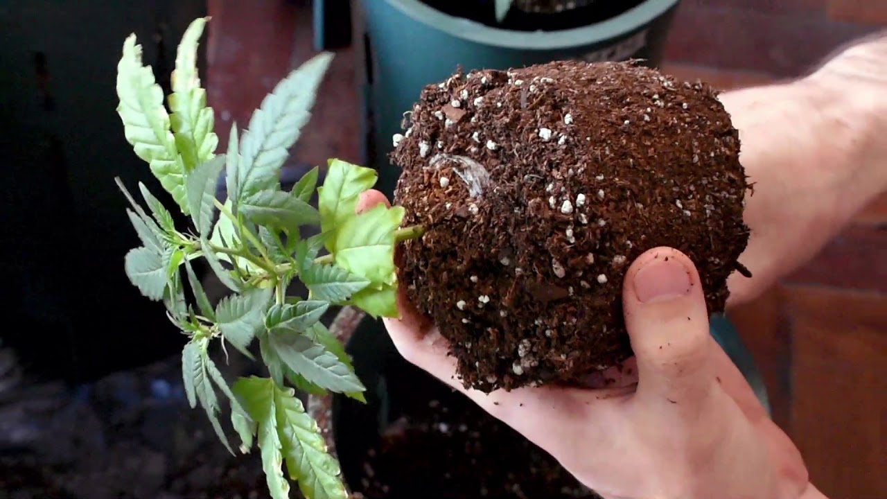 Trasplante de esquejes a Mad Rocket 5lt- Hermanos Indoor