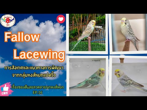 วีดีโอ: Lacewing ทั่วไป: คุณสมบัติของการพัฒนาและโภชนาการ