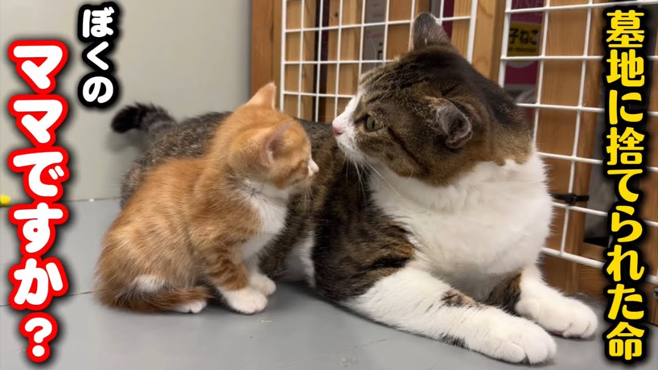 ネコちゃん他。キティママです。 I Tried Giving an Abandoned Kitten to a Mother Cat That Wasn't Its