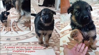 30 days old German shepherd puppies montage video.