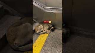 Kalbimde Bir Yerde Bir Orman Yanıyor