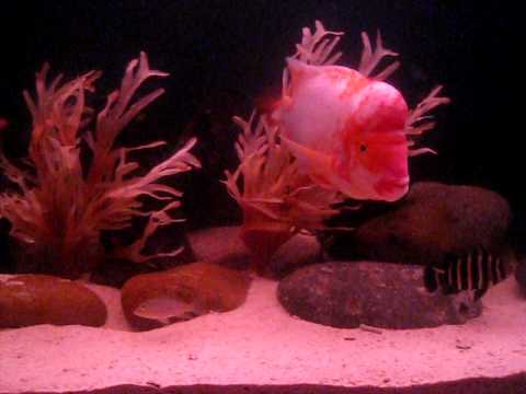 gallone 300 gallon Sturgeon Midas cichlid Frontosa