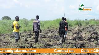 Practical Approaches That Have Led To Farm Growth-Mefarms Model