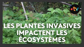 Les Plantes Invasives Devenues Un Fléau Pour Les Écosystèmes