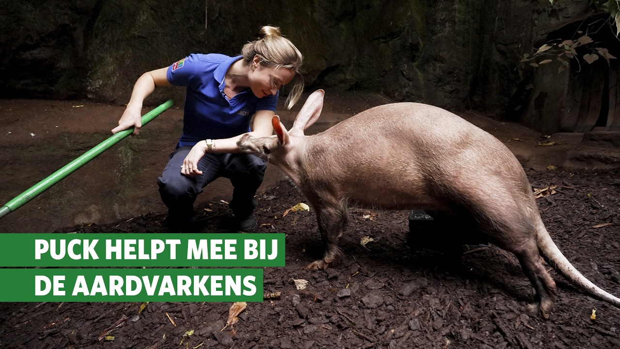 Aardvarkens van héél dichtbij 🐽 | Achter de schermen in Burgers’ Zoo