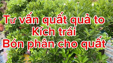 Cách chăm sóc quất cảnh vào Tết và phân thuốc kích quả