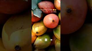 “3 Worst Mango Varieties 😳🥭Totapuri Mango,Langra Mango,Himsagar Mango #mango #miyazakimango