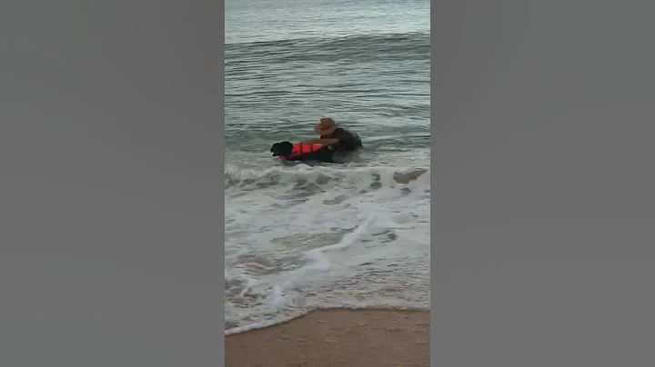 Dog rescuing master in Sanibel Island Florida