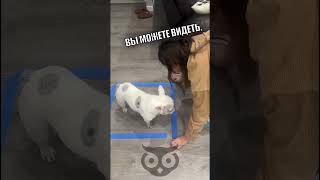 Cтранное поведение собаки на изоленту  #хочуврек #shorts