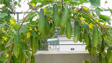 Tips for growing super-productive, unique, artistic cucumbers - Harvest in just one month #garden