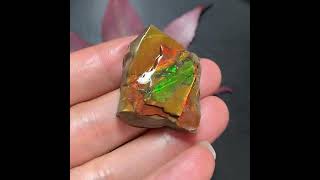 Rare Rainbow Canadian Ammolite 🔥 Electric Green &amp; Fiery Red Ammolite Fossil | Natural Collector Gem