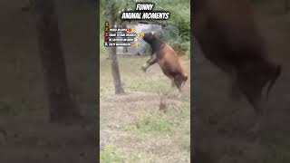 Top 5 Animals Acting Strange 🤪#tailtiltwild #pet #funny #tiktok #animals #catvideos #cute #pets
