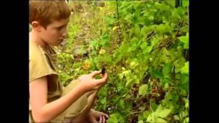 L'agricoltura: Pratiche di raccolta / Poljedelstvo: Tehnike nabiranja