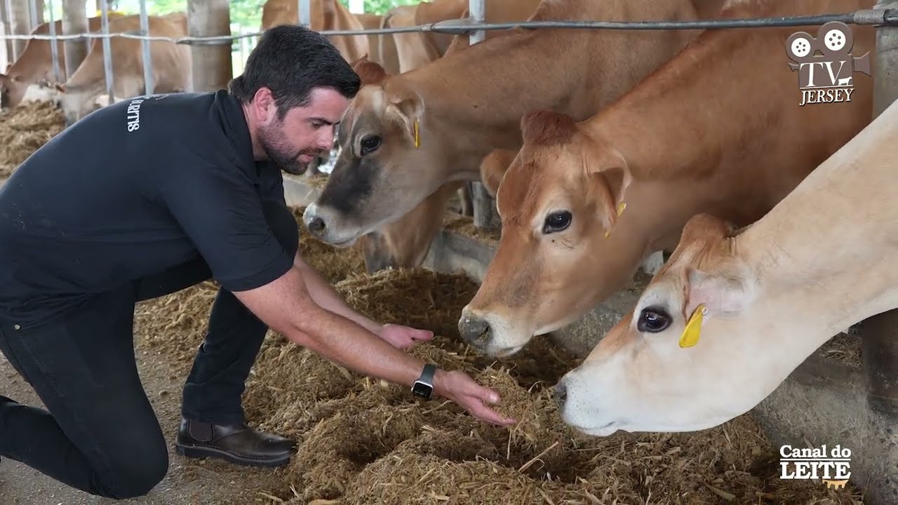 Produção de leite e queijos com rebanho Jersey na Fazenda Buritis - TV JERSEY