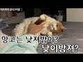 소름끼치는 두 얼굴의 고양이 망고