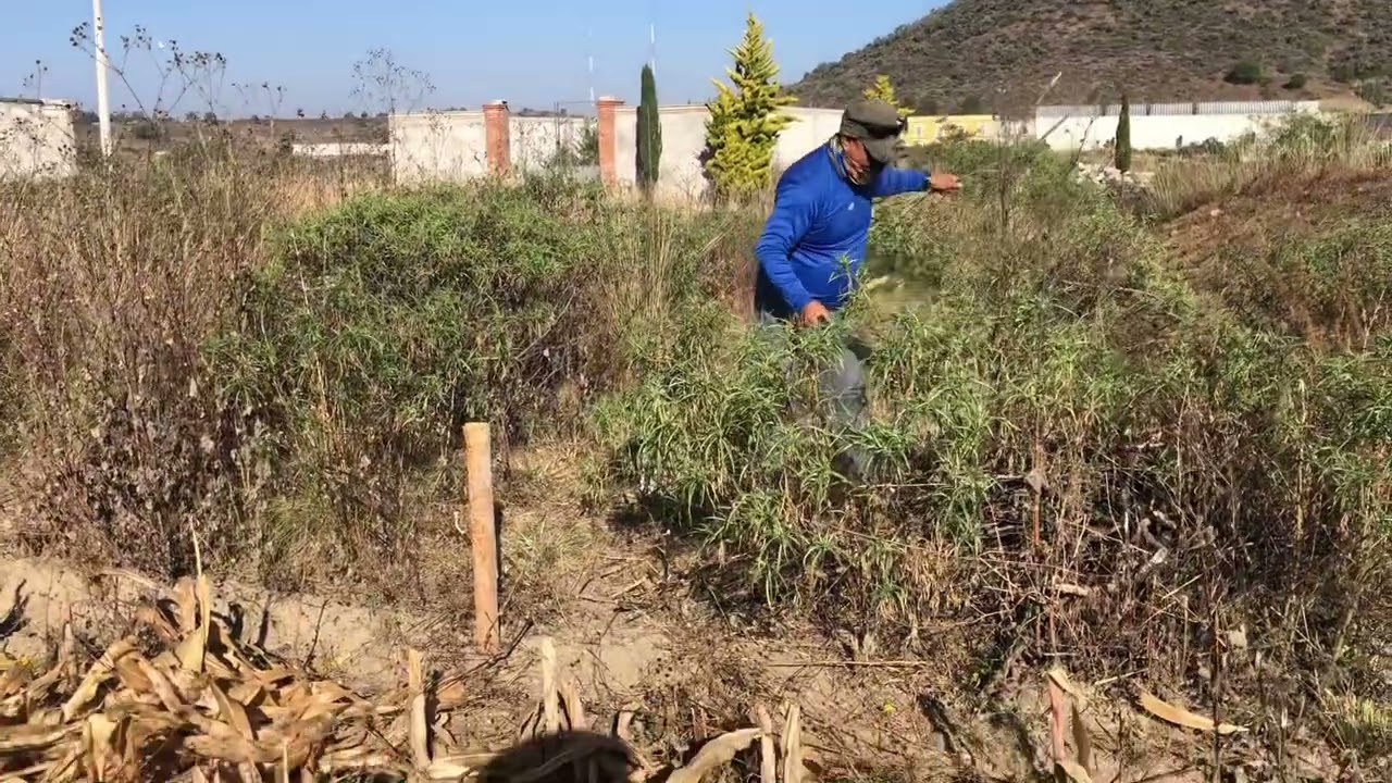 Trabajando el 20 de Noviembre 