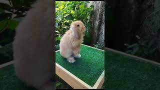 Holland Lop Orange!