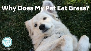 Why Does My Pet Eat Grass? by VetChat 396 views 5 years ago 1 minute, 31 seconds