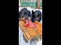 Leopard and Rottweiler share a piece of meat