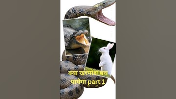 Anaconda Attack #snake #anaconda #shorts #news #viral #bigsnake #anacondasnake #nagin #python