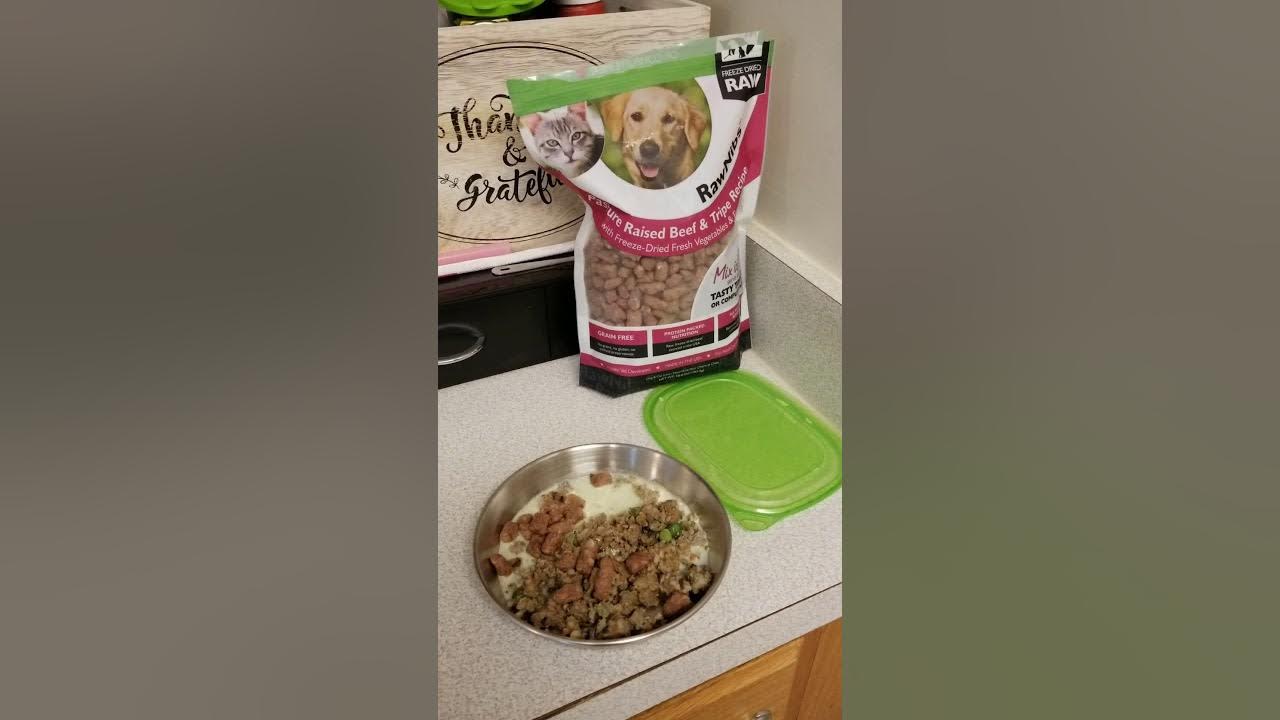 What do I feed my Pomeranian puppy Transitioning a puppy to new food Healthy puppy food YouTube