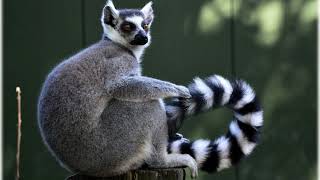 Discovering Lemurs: Madagascar's Unique Primates