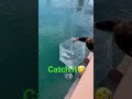 Please catch it 🤣🤣🤣#shorts #funnyvideo