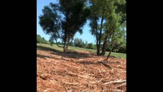 Viking Dog Park Destruction