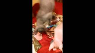 Naked Nonsense Ss 2014 Gifts Movie