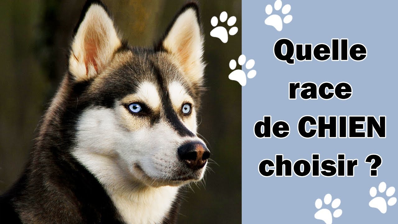 Test Ma Race De Chien Idéale