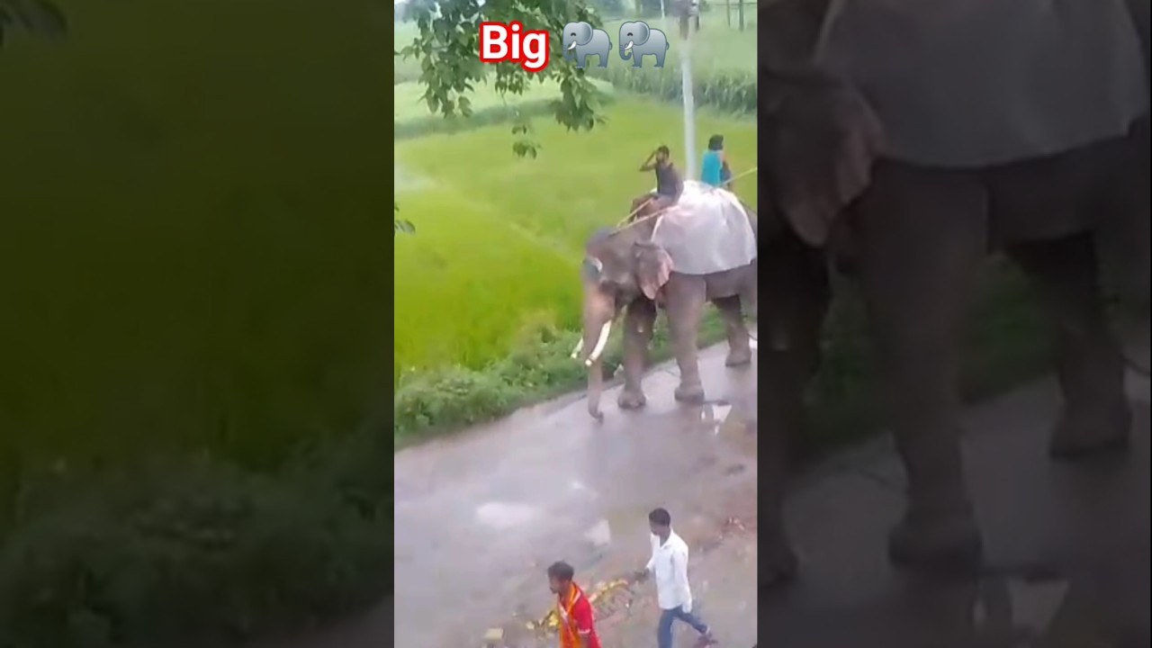 Elephants Eating Sugarcane😂😂😂||#shorts #short #youtube #elephant