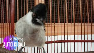 Suitan Burung Kutilang Edan Gacor Gak Mau Diam