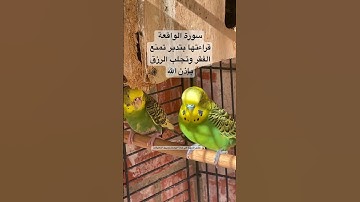 #سورة_الواقعة تمنع الفقر وتزيد الرزق بإذن الله #قرآن #المصحف #اكسبلور #طيور #البادجي #quran #birds