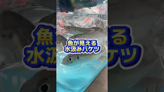 サビキ釣りにはコレ！魚が丸見えの水汲みバケツが発売開始されました #shorts #short