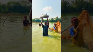 14-15 কেজি ওজনের কাতল মাছ 😱😱😱