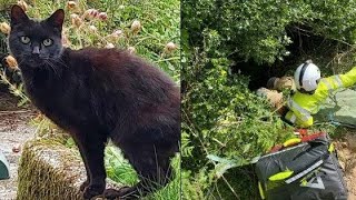 83 Year Old Spent Hours In Ravine After Tumbling 70 Feet But Then A Cat Saves The Woman’s Life