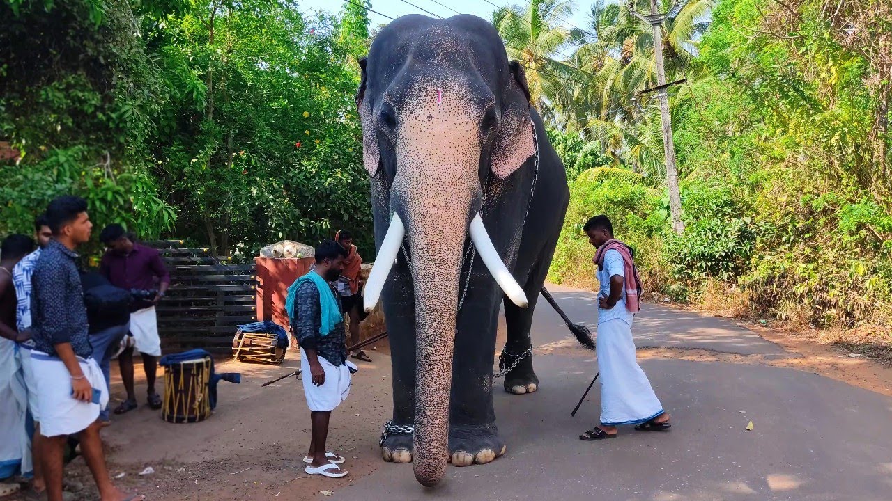 Nandilath Gopalakrishnan Kothachira Vazhanikavu Pooram 2025 🔥😎 | Nandilath Gopalakrishnan Latest