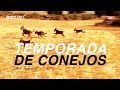 Temporada de conejos. Documental de caza menor con perros a conejos.