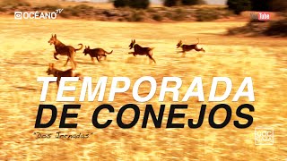 Temporada de conejos. Documental de caza menor con perros a conejos.