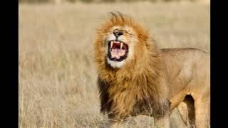 lion roar / simba roar lion king 1994