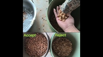 S64 single chute almonds color sorter