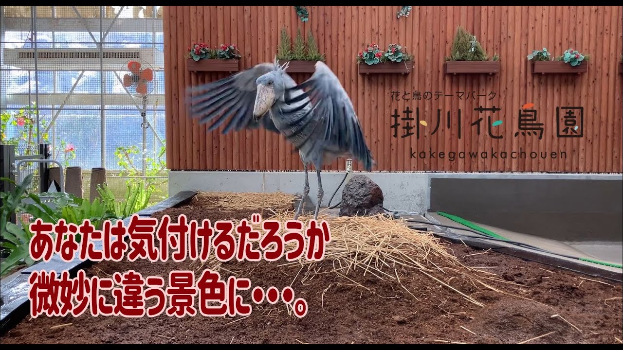 掛川花鳥園公式】サムネイルで気付いた人はすごい。ふたば土エリアの
