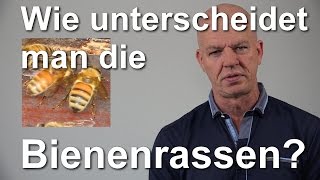 Wie unterscheidet man Bienenrassen? Carnica, Ligustica, Dunkle Biene, Buckfast