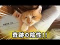 【猫白血病】2度の陽性反応…その後のPCR検査で「奇跡」が起きました✨