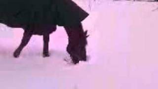 Baasje%20Ik%20Heb%20Een%20Koude%20Neus.