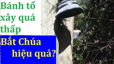 Bắt ong cột điện/Hướng dẫn chi tiết bắt tổ ong có bánh tổ dưới thấp.