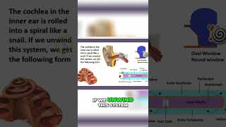 Unraveling the Cochlea: Anatomy of the Inner Ear #shorts