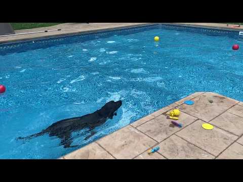 Black labs matter