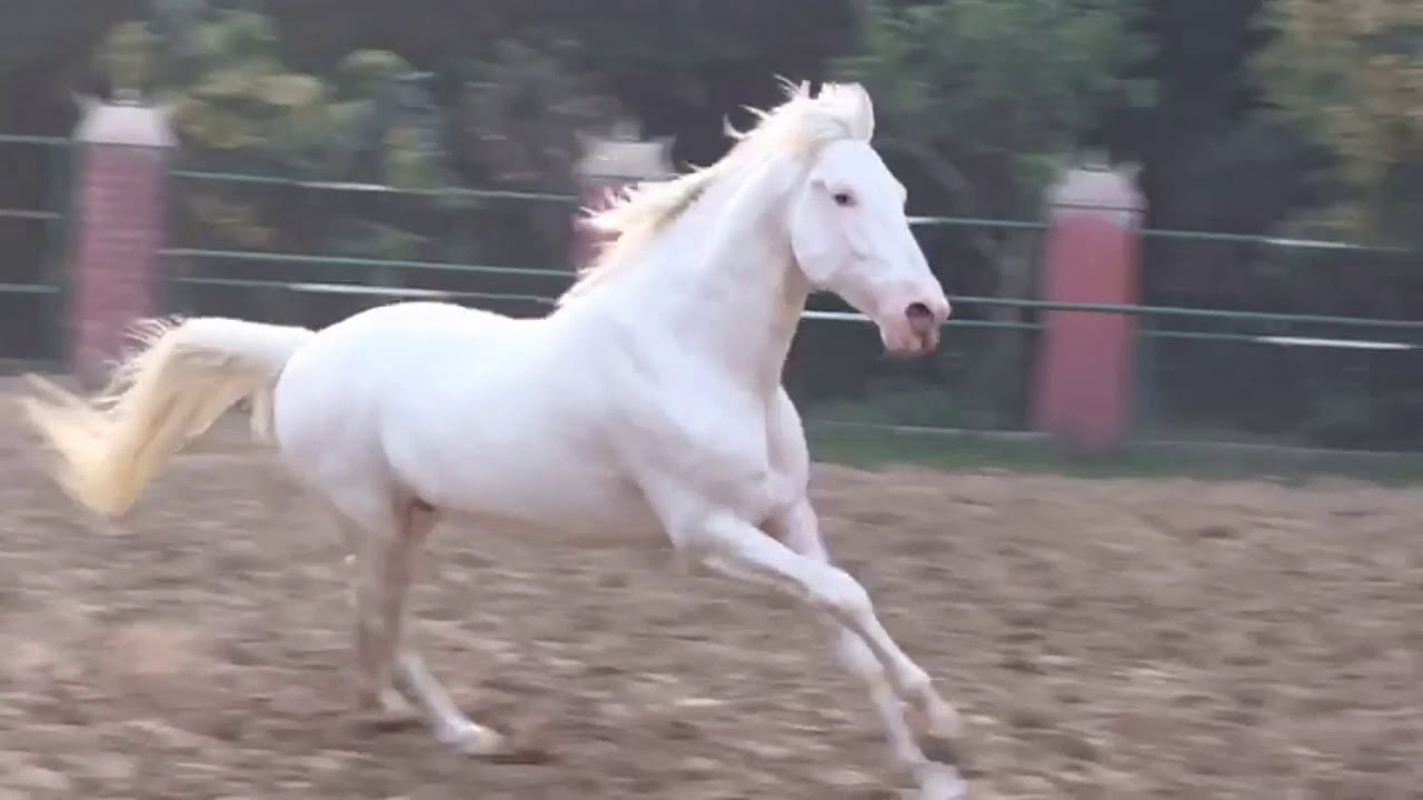 Stallion Anchor YouTube