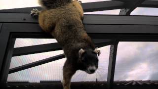 Squirrel Climbing Patio Screen